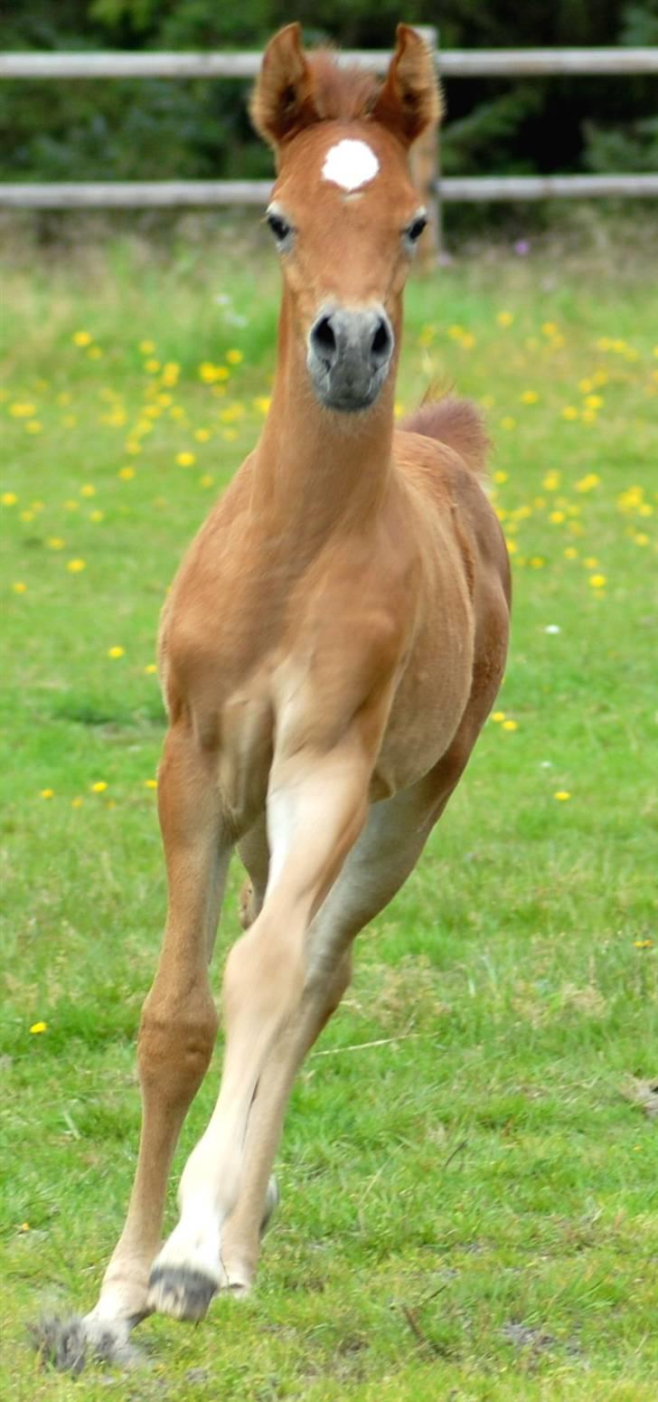 Arabisk fuldblod (OX) KA Kharaccas billede 6