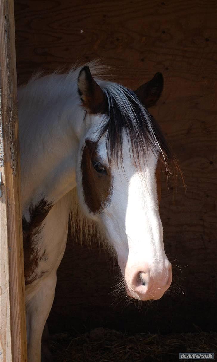 Anden særlig race tiger (rideskole hest) - billedet lånt af line kopp foto:line kopp mange tak :D billede 8