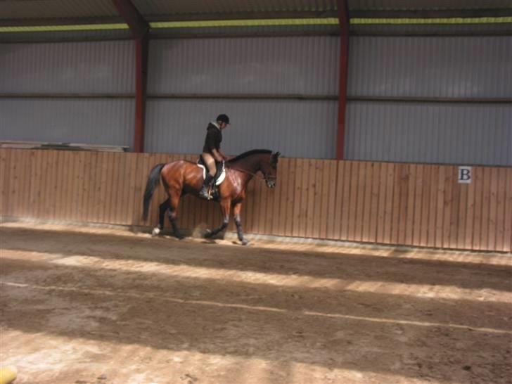 Traver Hanibal *Solgt* billede 15