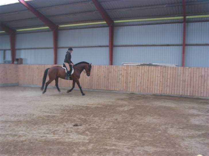 Traver Hanibal *Solgt* billede 16