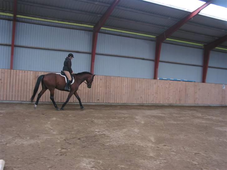 Traver Hanibal *Solgt* billede 17