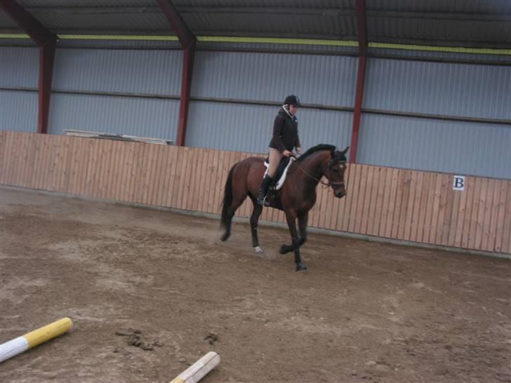 Traver Hanibal *Solgt* billede 18