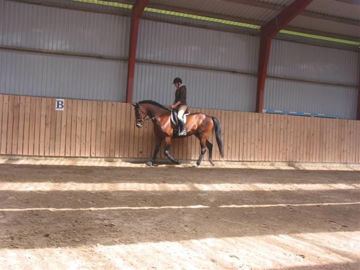 Traver Hanibal *Solgt* billede 19