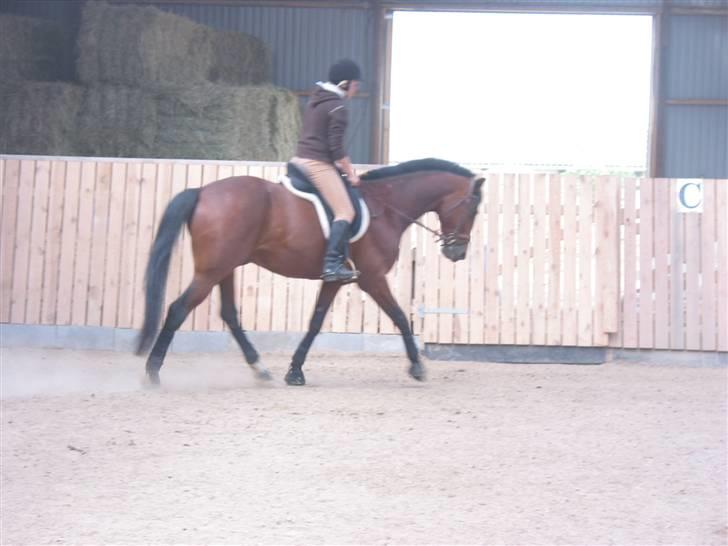 Traver Hanibal *Solgt* billede 20