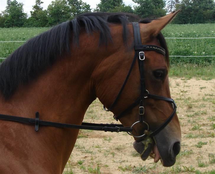 DSP Burton´s Dream *Solgt* billede 11