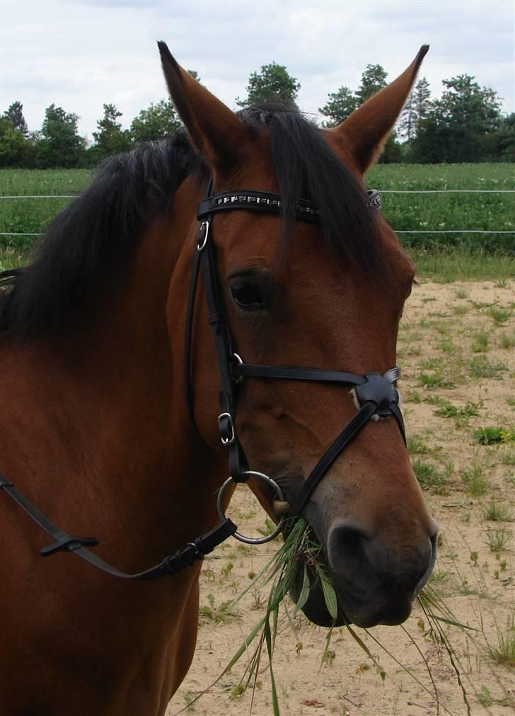 DSP Burton´s Dream *Solgt* billede 14