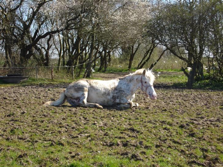 Knabstrupper Coco`s Midnight Beauty  - Foto: Stald Flying billede 7