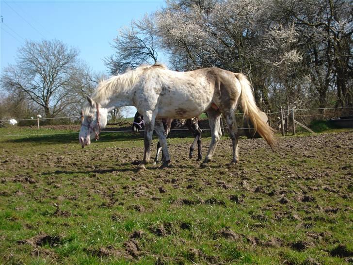 Knabstrupper Coco`s Midnight Beauty  - Foto: Stald Flying billede 8