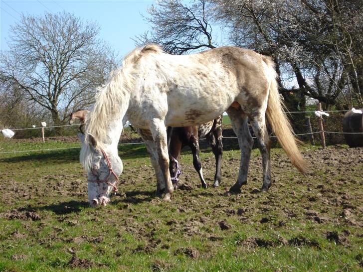 Knabstrupper Coco`s Midnight Beauty  - Foto: Stald Flying billede 9