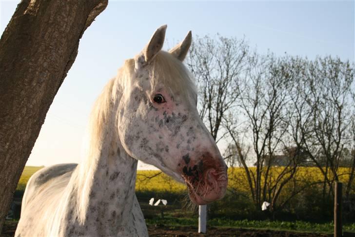 Knabstrupper Coco`s Midnight Beauty  - Foto: Stald Flying billede 10