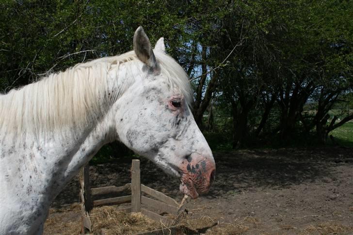 Knabstrupper Coco`s Midnight Beauty  - Foto: Stald Flying billede 11