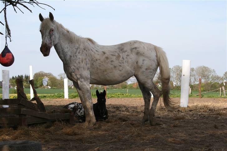 Knabstrupper Coco`s Midnight Beauty  - Foto: Stald Flying billede 12