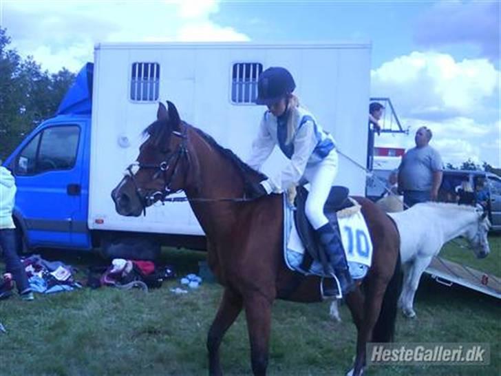 Sportsaraber (A) stald pilevejs Marco billede 18