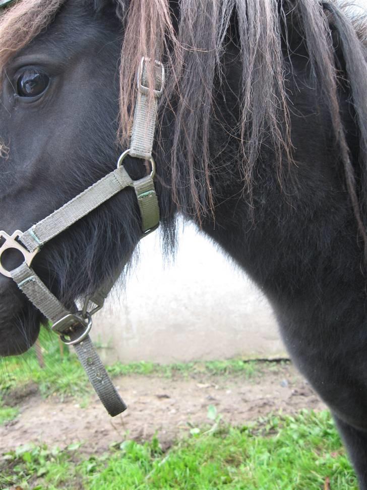 Anden særlig race Misaki ¤SOLGT¤ billede 12