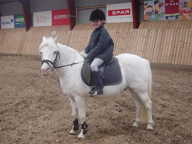 Anden særlig race Snowy - lidt træning i ridehallen billede 1