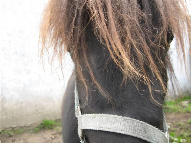 Anden særlig race Misaki ¤SOLGT¤ billede 13