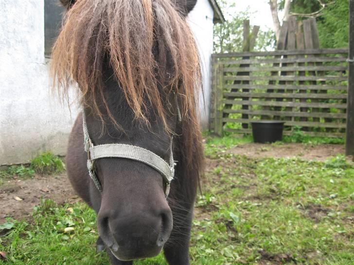 Anden særlig race Misaki ¤SOLGT¤ billede 14