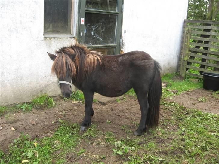 Anden særlig race Misaki ¤SOLGT¤ billede 15