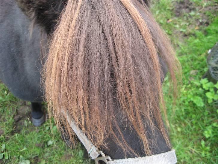 Anden særlig race Misaki ¤SOLGT¤ billede 16