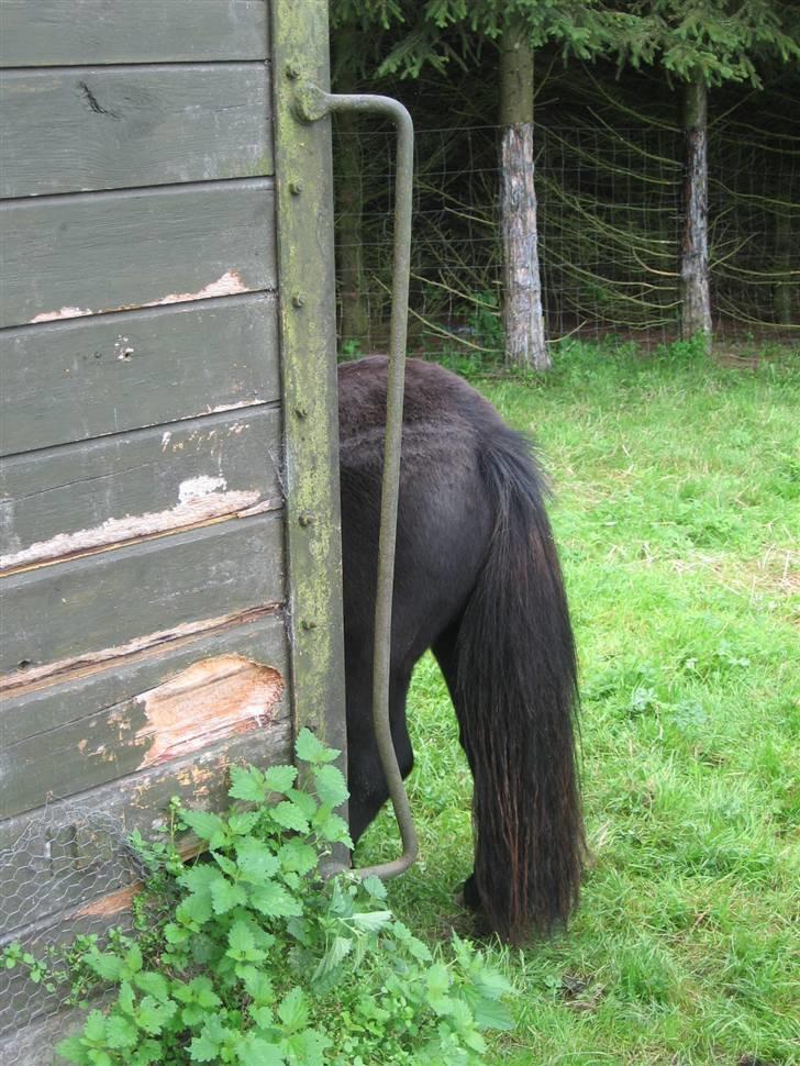 Anden særlig race Misaki ¤SOLGT¤ billede 17