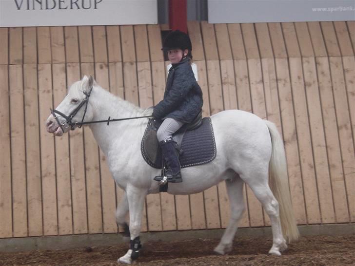 Anden særlig race Snowy - jeg rider i ridehallen  billede 3