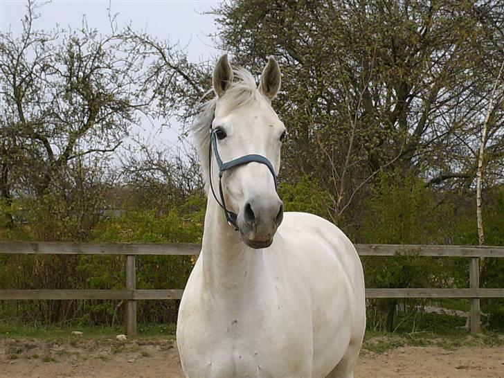 Dansk Varmblod Troldebjergs Rubina - Løs på ridebanen, ude hos Steen billede 2