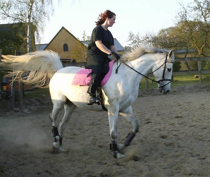 Dansk Varmblod Troldebjergs Rubina - Rubina og hendes dejlige ejer Line, træner dressur ude hos Steen i den gamle stald. billede 3