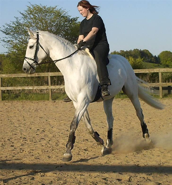 Dansk Varmblod Troldebjergs Rubina - Rubina og Line i dressuren billede 6