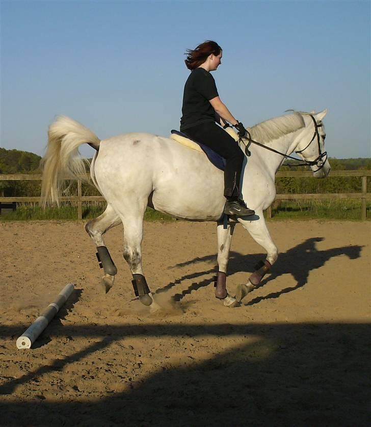 Dansk Varmblod Troldebjergs Rubina - Line og Rubina, lige kommet over en bom.. billede 7