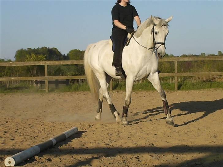 Dansk Varmblod Troldebjergs Rubina - Dressur billede 8