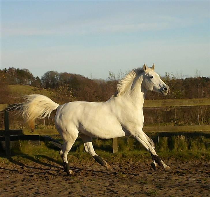 Dansk Varmblod Troldebjergs Rubina - Løs på ridebanen, hos Steen billede 9