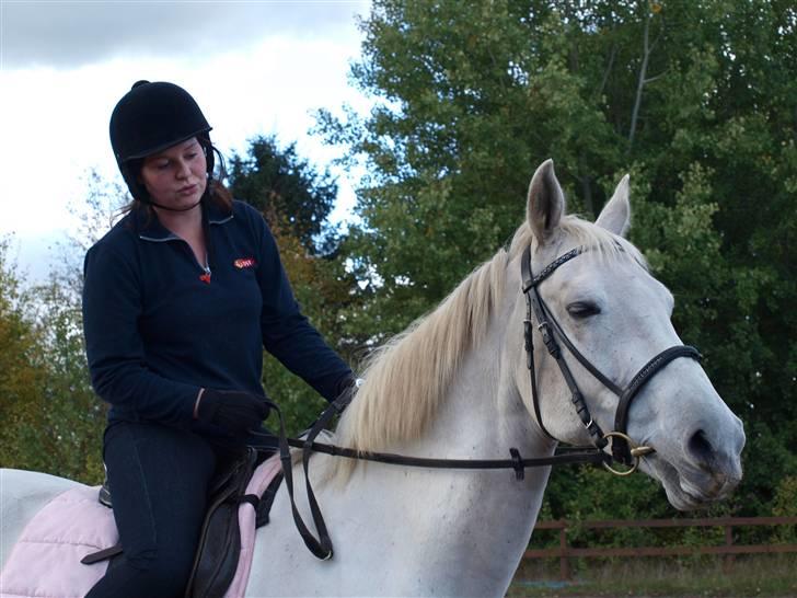 Dansk Varmblod Troldebjergs Rubina - Løs på ridebanen billede 10