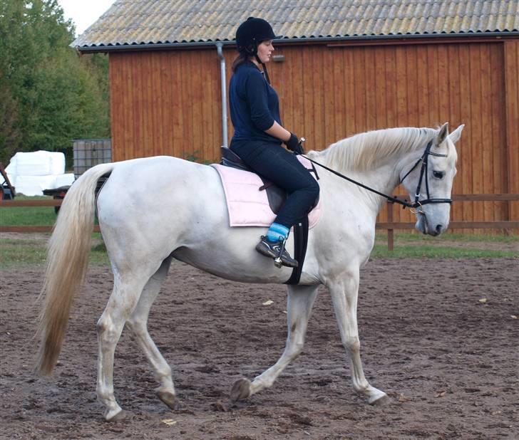 Dansk Varmblod Troldebjergs Rubina - "Ørhj, der var en spand!" hehe, tænk nu hvis der var mad i. billede 11