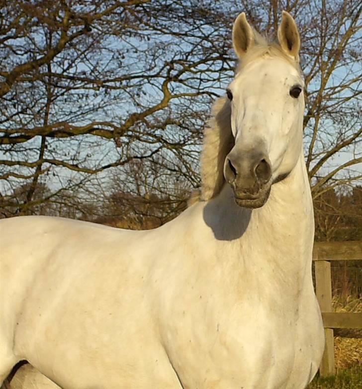 Dansk Varmblod Troldebjergs Rubina - Rubina billede 13