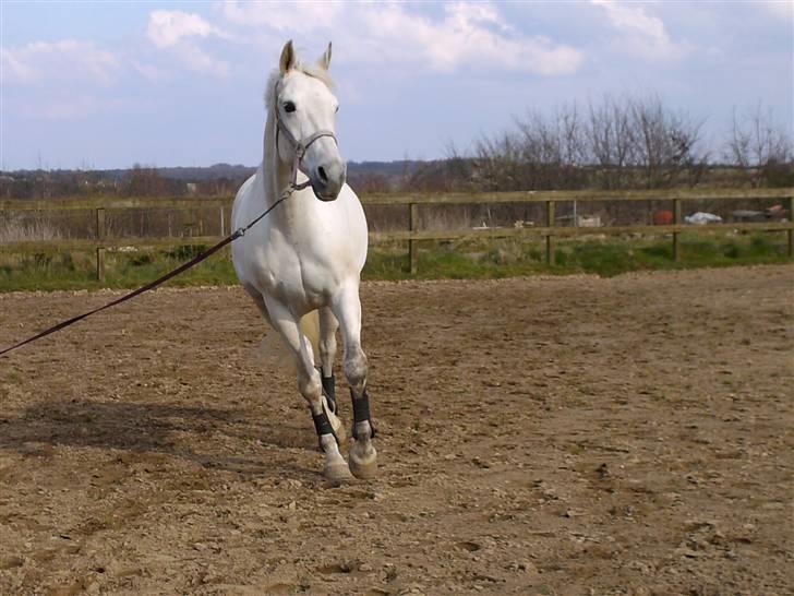 Dansk Varmblod Troldebjergs Rubina - I longe til springning :) billede 14