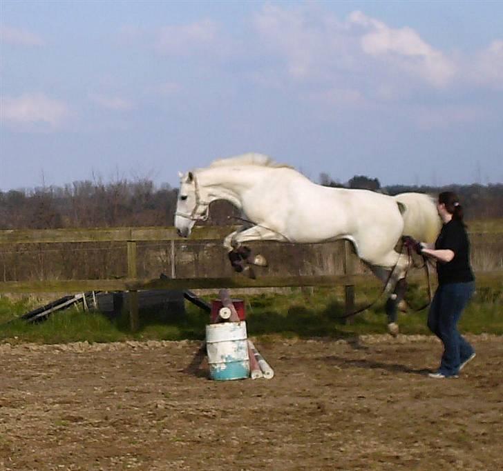 Dansk Varmblod Troldebjergs Rubina - Spring. Lidt voldsomt, men hun er blevet langt bedre.. billede 15