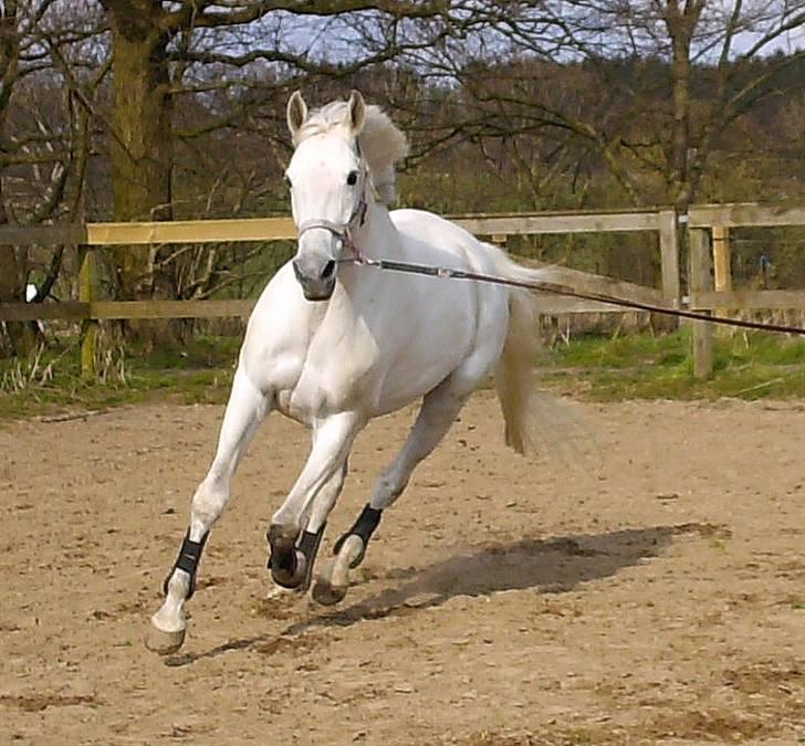 Dansk Varmblod Troldebjergs Rubina - I longe. Lidt ophidset.. billede 16