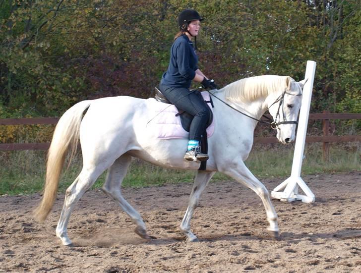 Dansk Varmblod Troldebjergs Rubina - Idianer præget igen.. billede 17