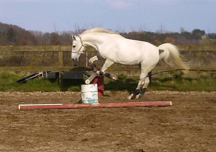 Dansk Varmblod Troldebjergs Rubina - Over spring.. billede 18