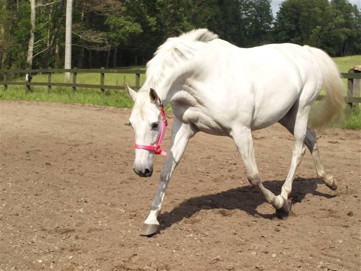 Dansk Varmblod Troldebjergs Rubina - I longe billede 19