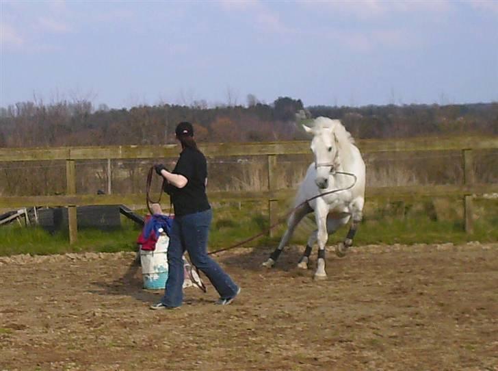 Dansk Varmblod Troldebjergs Rubina - "Ørhj, der var sgu pludselig et spring!" :O billede 20