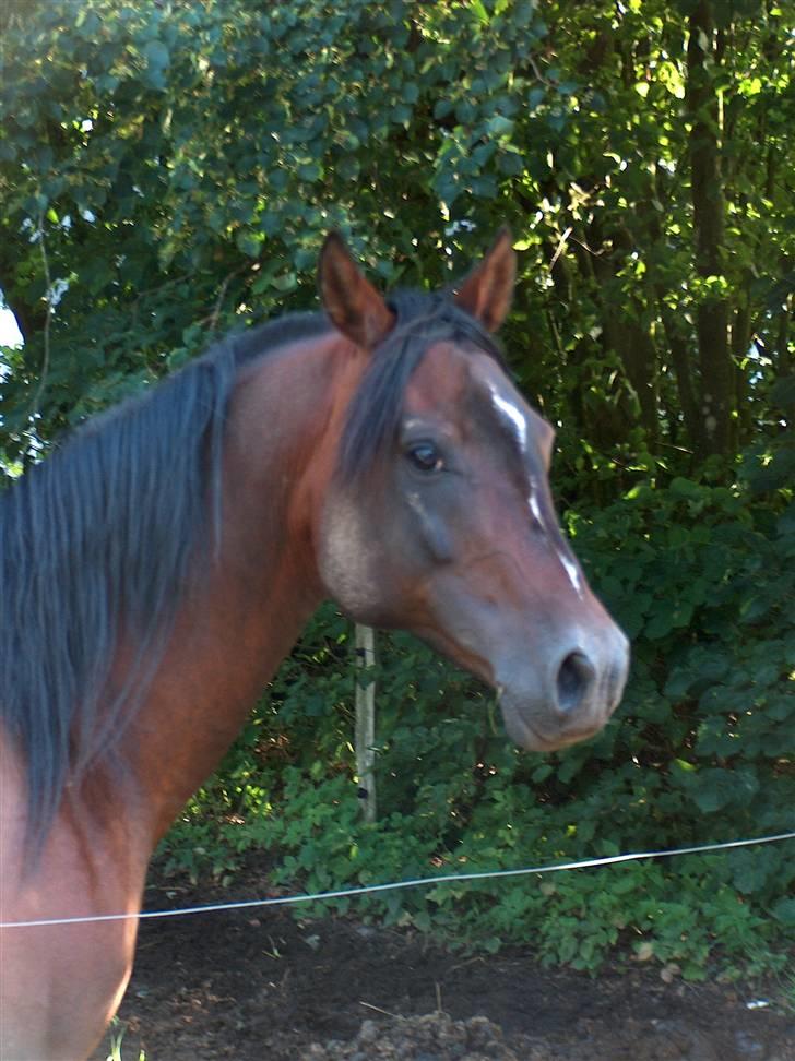 Arabisk fuldblod (OX) Emoz - 2008 billede 9