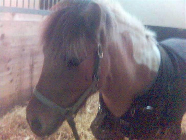 Shetlænder | Albert - hej velkommen til Albert`s profil, læg gerne en kommentar og bedømmelse. billede 1