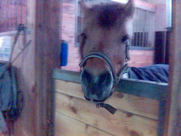 Shetlænder | Albert - Albert kigger ud. billede 3