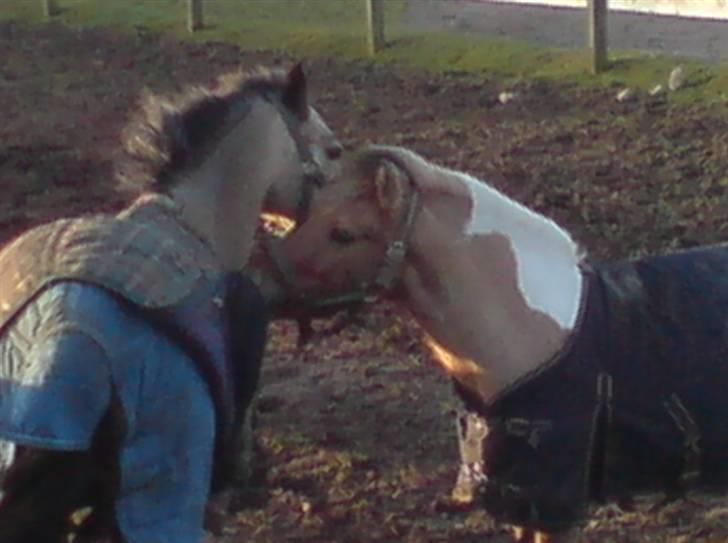 Shetlænder | Albert - leger med spirit billede 7