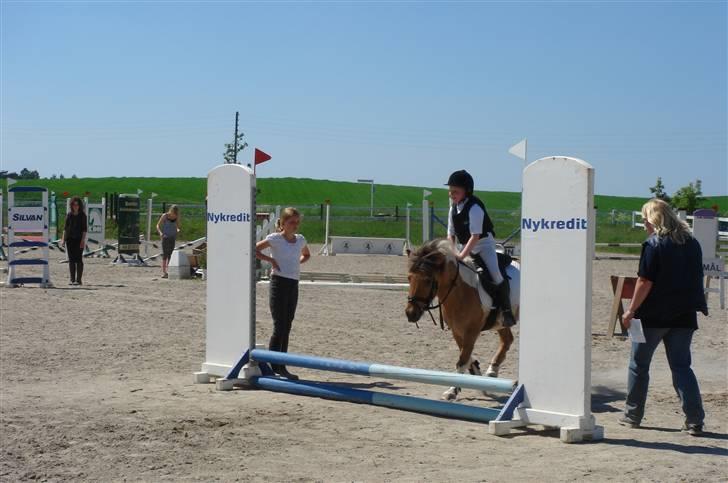 Shetlænder | Albert - første spring stævne billede 10