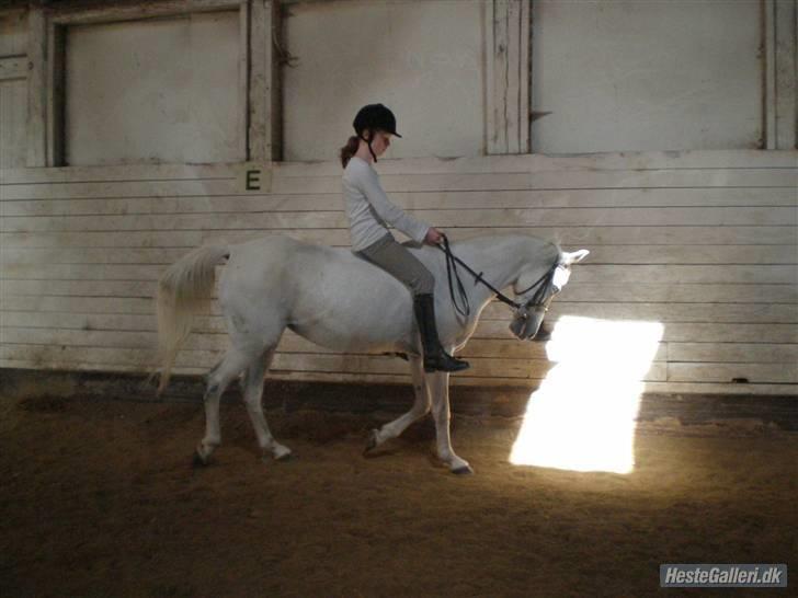 Anden særlig race Ladystar *R.I.P.* - rider dressur billede 5