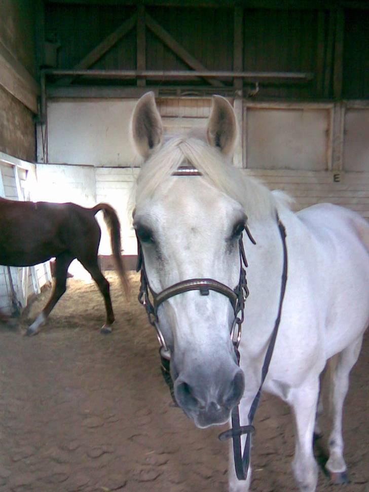 Anden særlig race Ladystar *R.I.P.* - nuurr er hun ikke dejlig(foto mig) billede 6