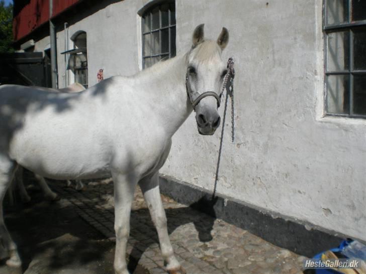 Anden særlig race Ladystar *R.I.P.* - kigger efter mig(foto mig) billede 7
