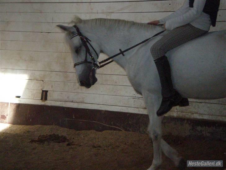 Anden særlig race Ladystar *R.I.P.* - rider dressur billede 8